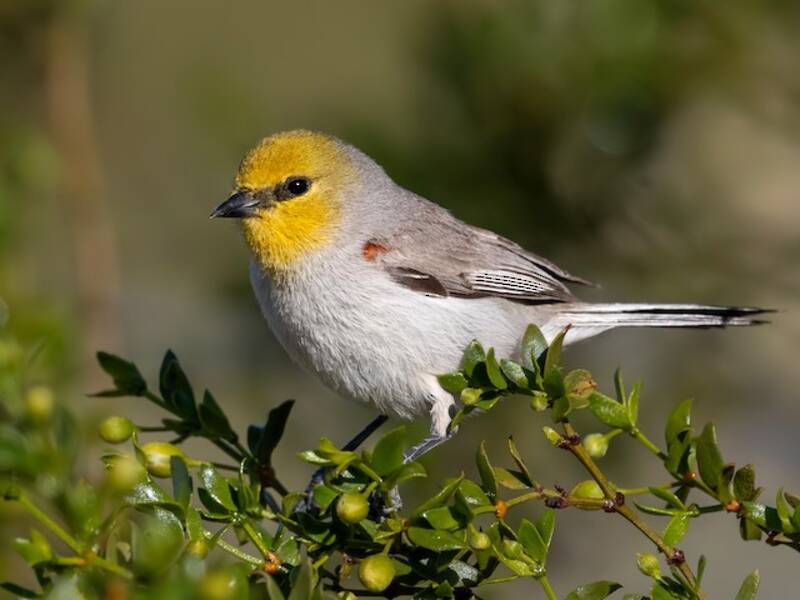 Gelbkehl-Laubsänger, Fotos 4