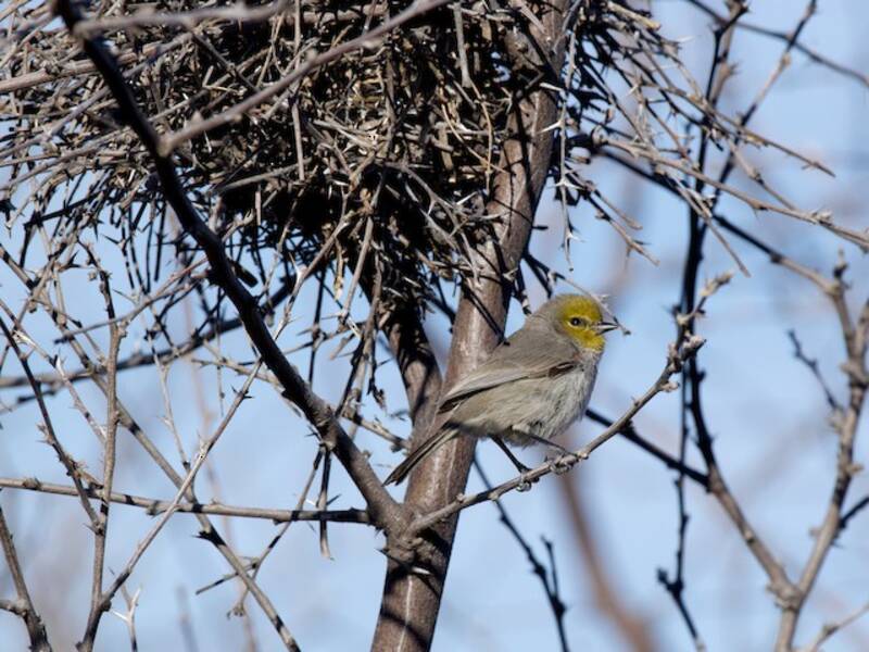 Verdin (Auriparus flaviceps)