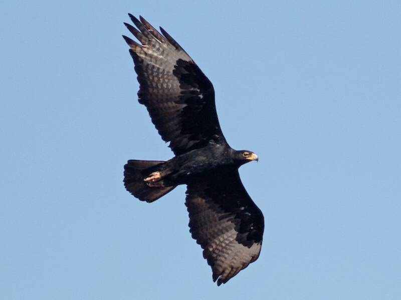 Aquila di Verreaux, Foto 4