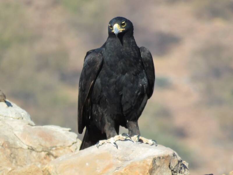 Aquila di Verreaux, Foto 3