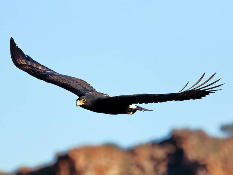 Aquila di Verreaux, Foto 2