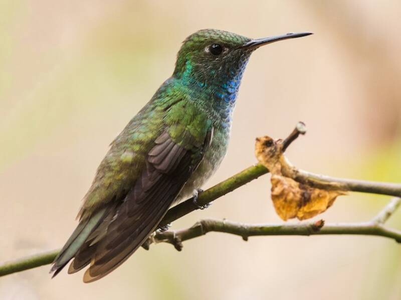 Versicolored Emerald, Photos 4
