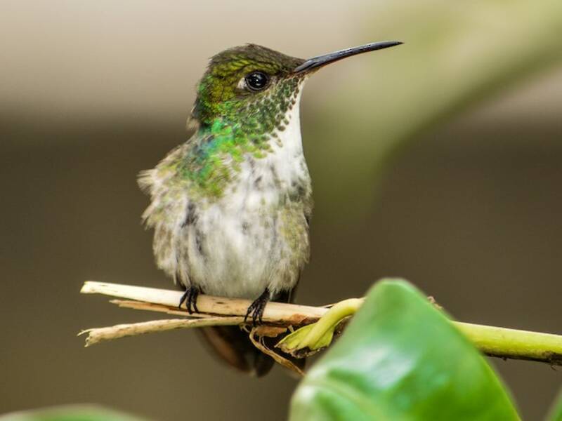 Versicolored Emerald, Photos 3