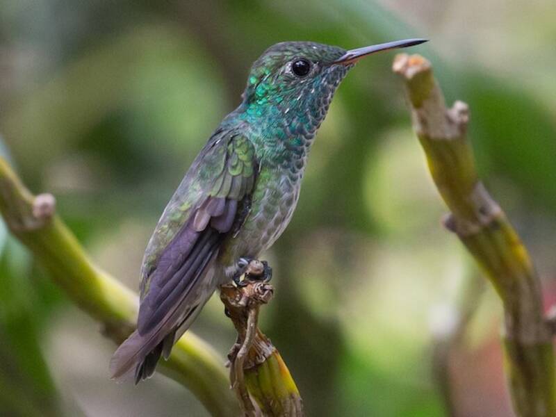 Versicolored Emerald, Photos 2