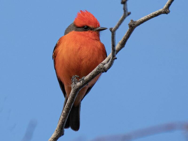 Vermilion Flycatcher, Photos 3