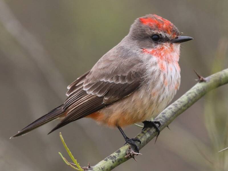 Vermilion Flycatcher, Photos 4