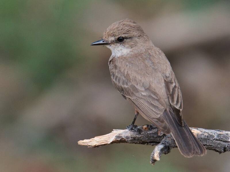 Vermilion Flycatcher, Photos 2