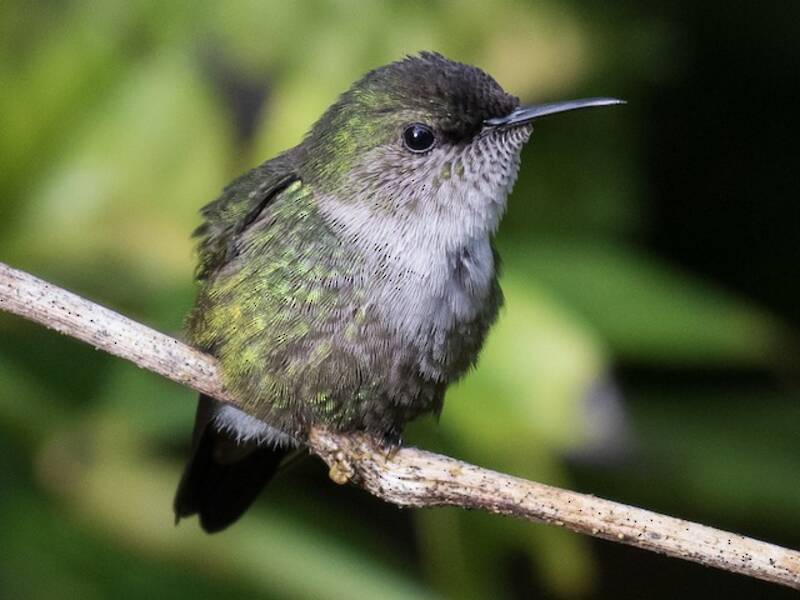 Veilchenkolibri