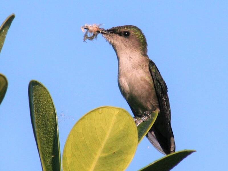 Veilchenkolibri, Fotos 2