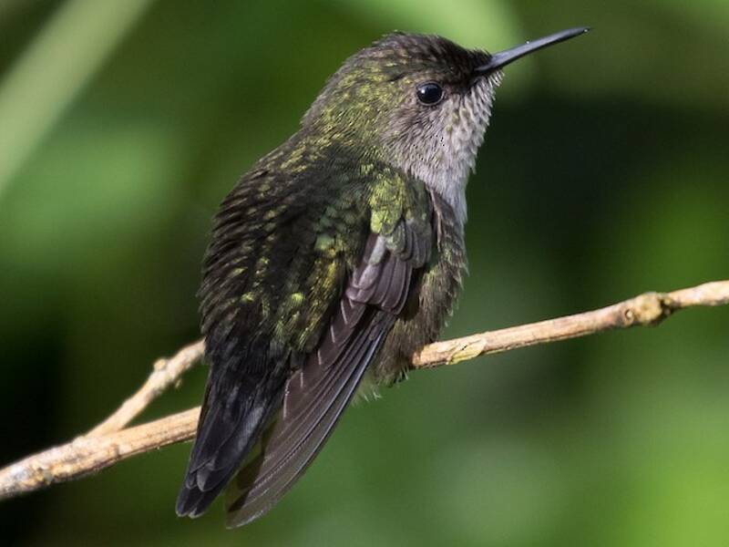 Veilchenkolibri, Fotos 3