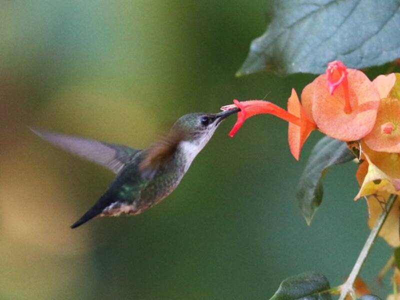 Veilchenkolibri, Fotos 4