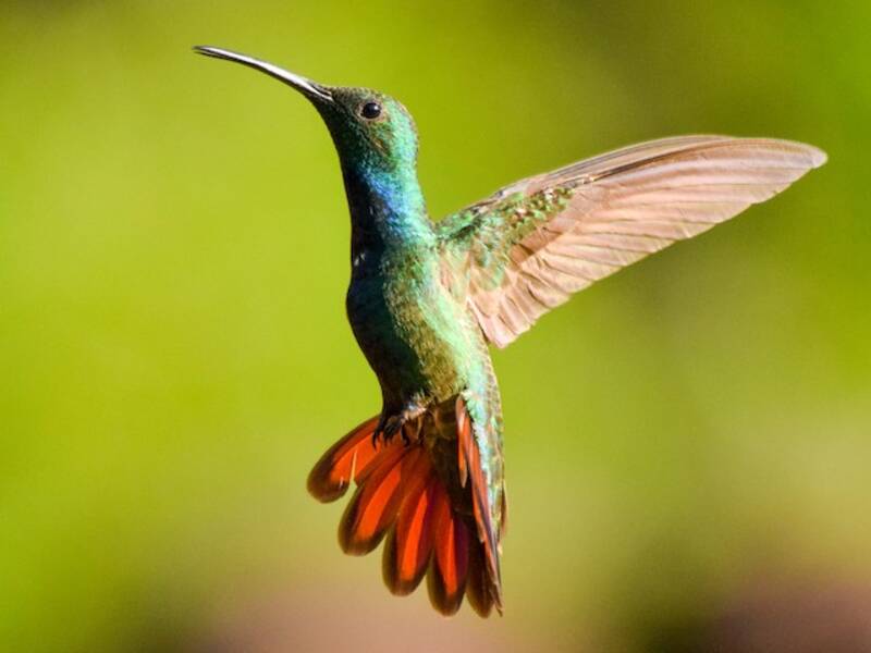 Veragua-Mangokolibri, Fotos 4