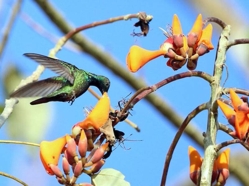 Veragua-Mangokolibri, Fotos 3