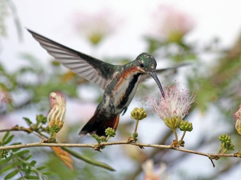 Veragua-Mangokolibri, Fotos 2