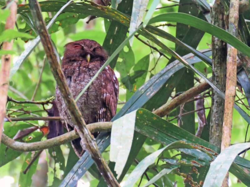 Petit-duc du Chocó