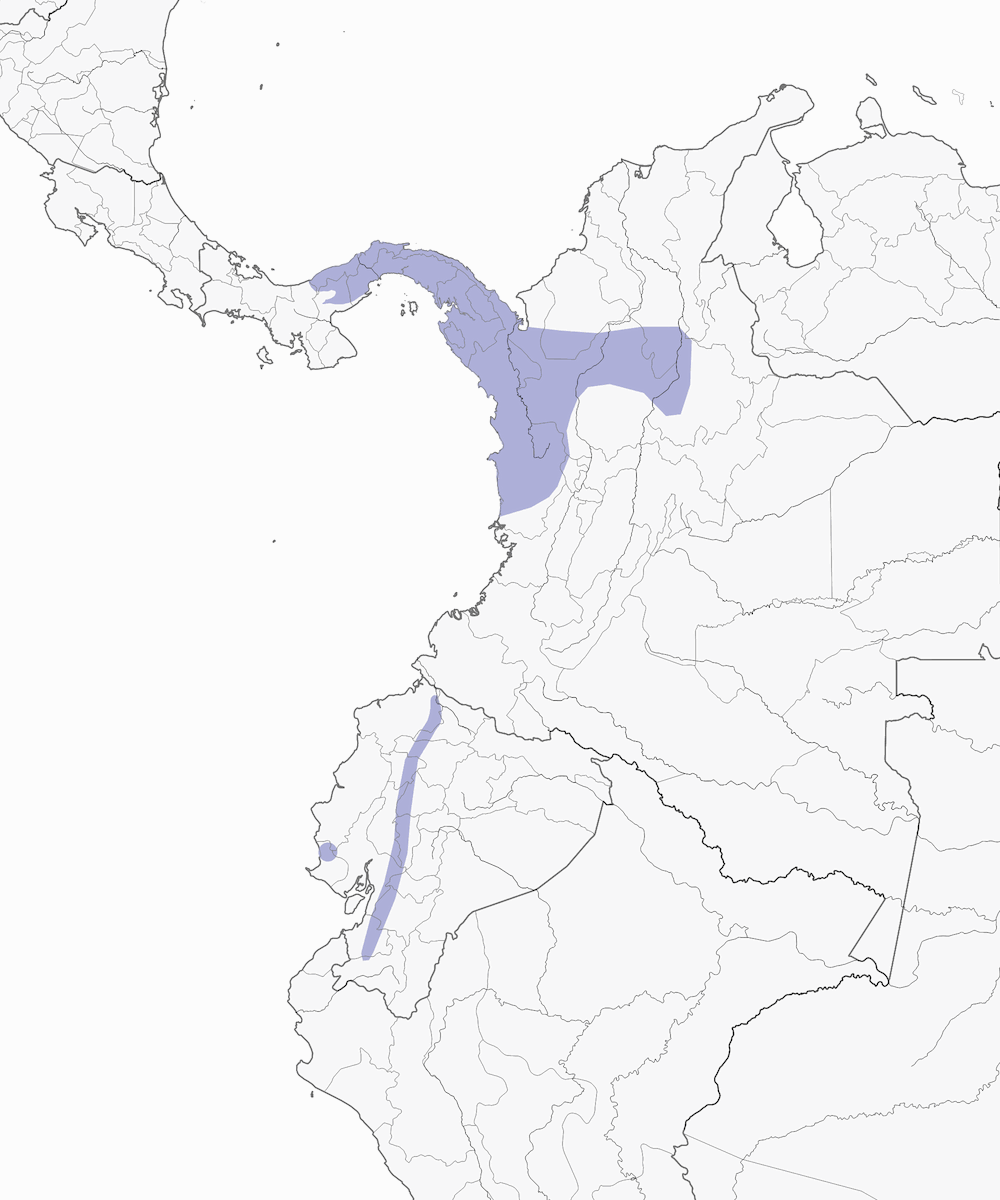 Petit-duc du Chocó, Distribution 1