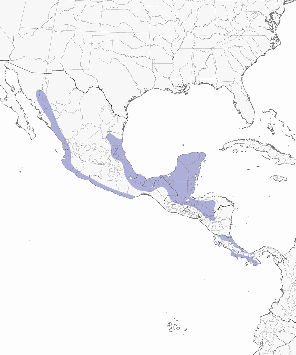 Petit-duc du Guatemala, Distribution 1