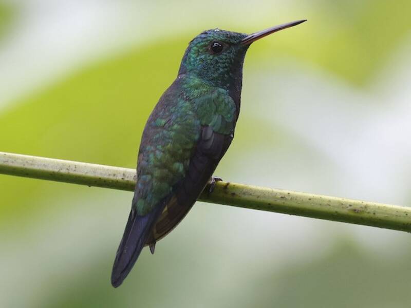 Violettbauchkolibri