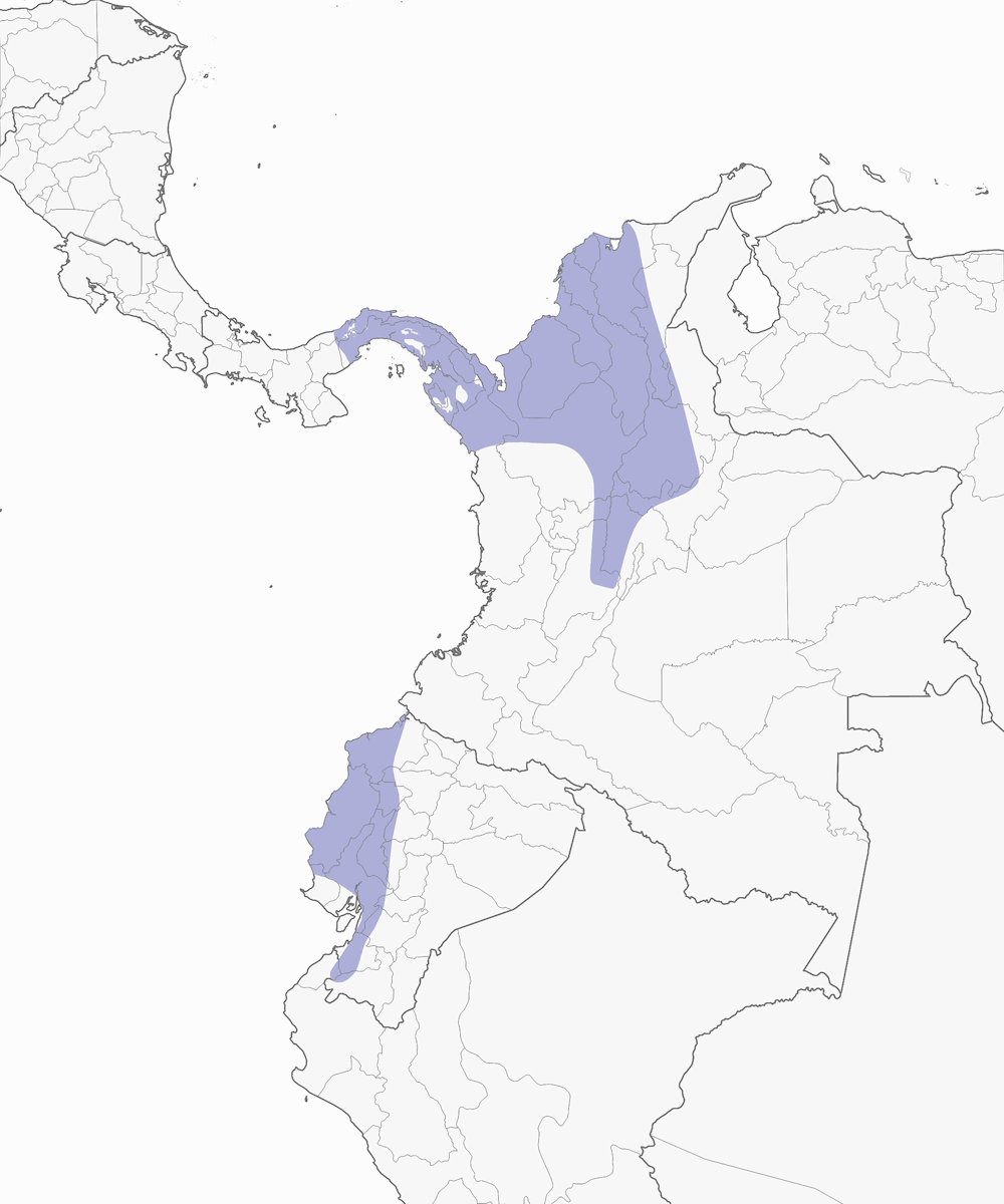 Colibrí Vientrevioleta, Distribución 1