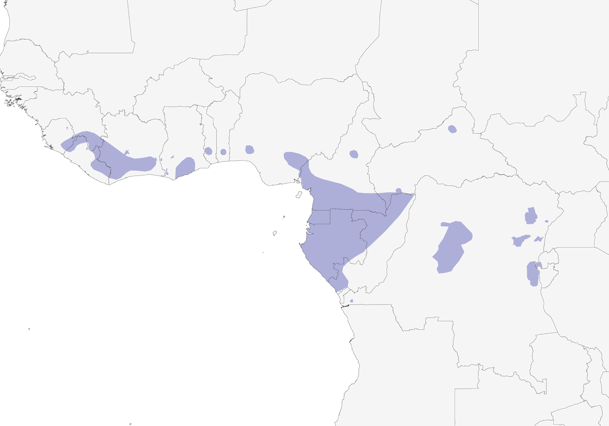 Hiliota dorsiviolácea, Distribución 1