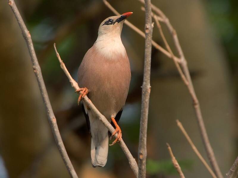 Burmese Myna, 照片 4