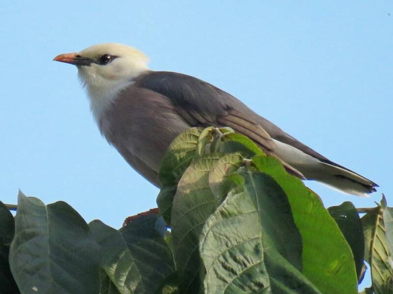 Burmese Myna, 照片 3