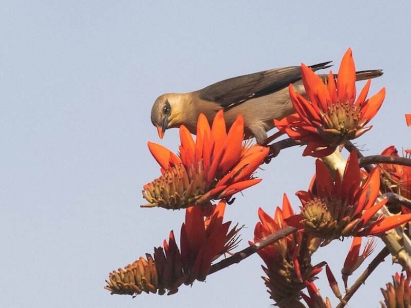Burmese Myna, 照片 2