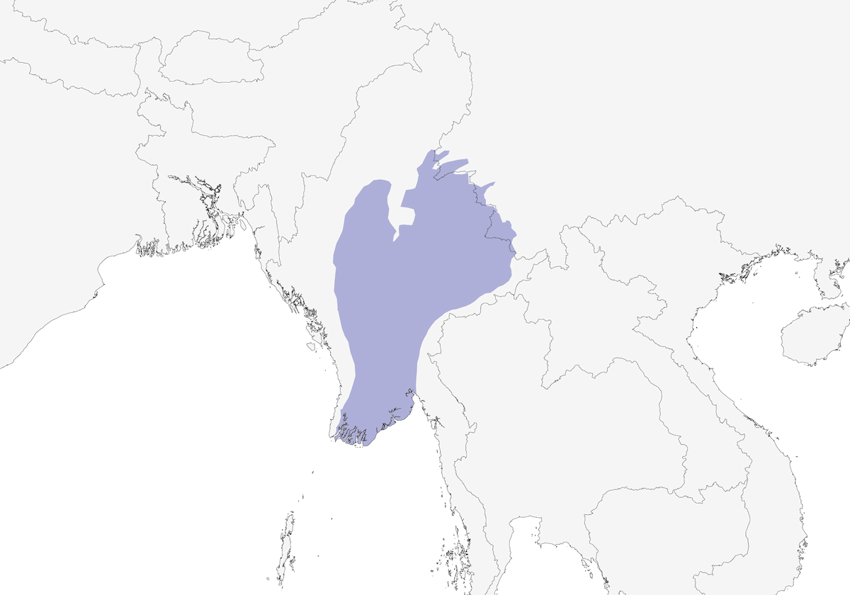Burmese Myna, 分布 1