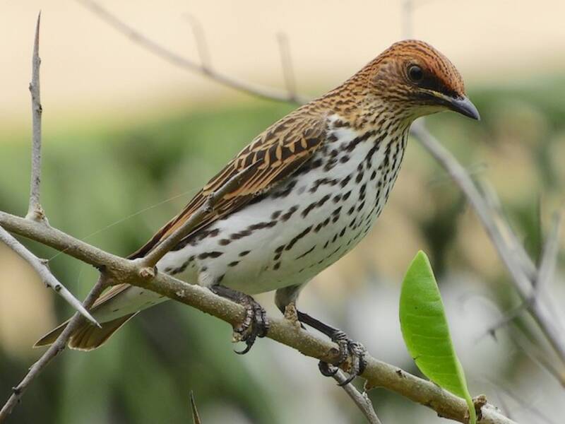Violet-backed Starling