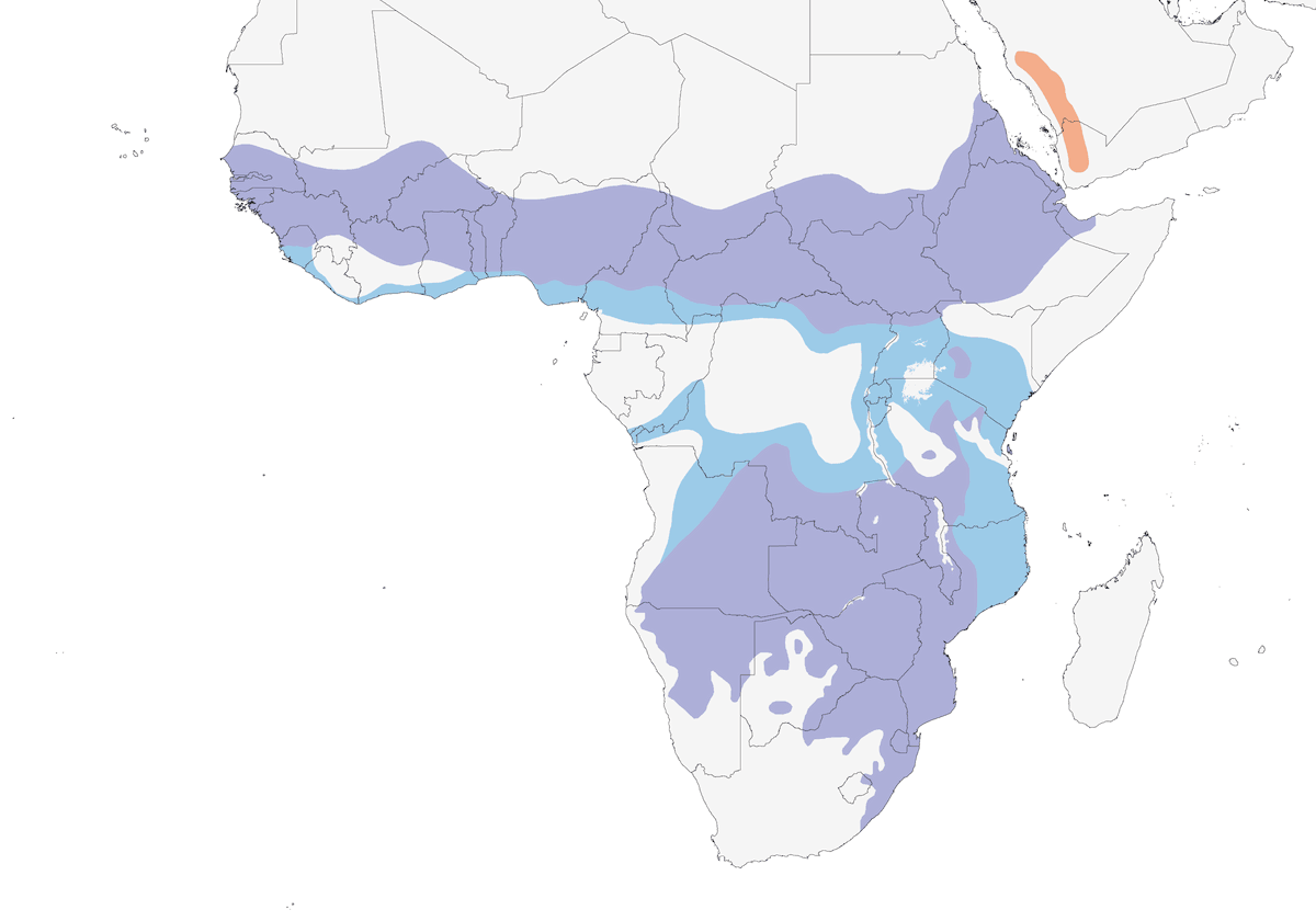 Estornino dorsivioleta, Distribución 1