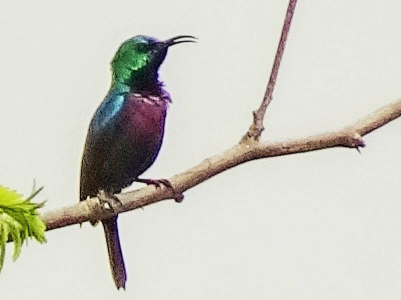 Nettarinia pettoviola, Foto 2