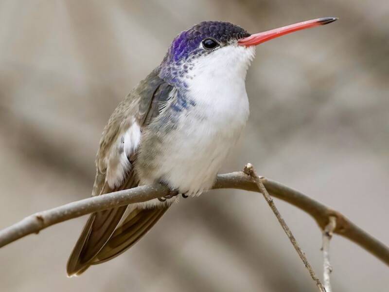 Violet-crowned Hummingbird, Photos 3