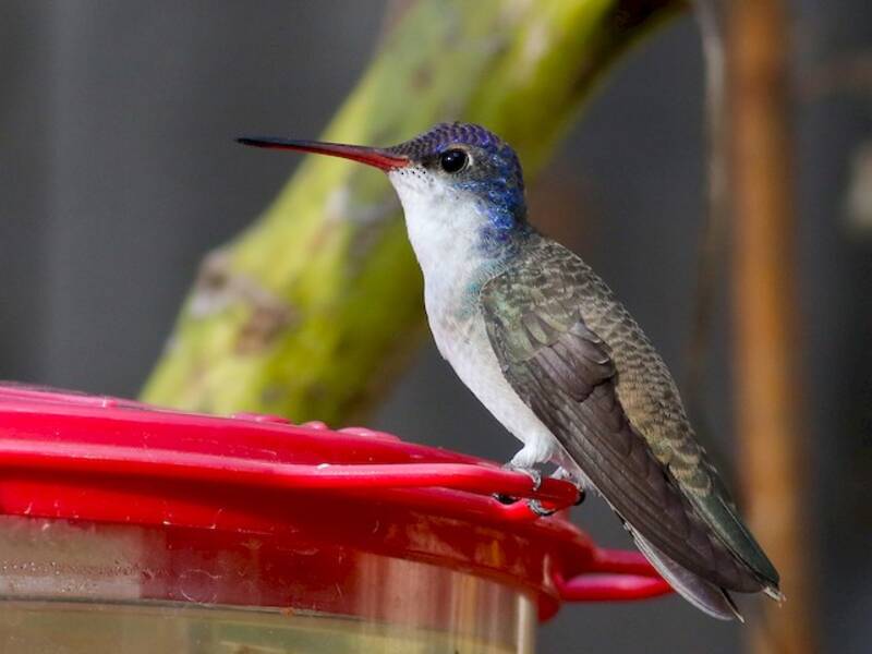 Violet-crowned Hummingbird, Photos 2