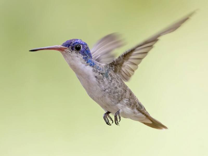 Violet-crowned Hummingbird