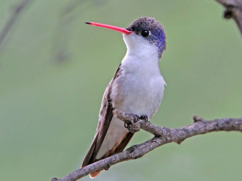 Violet-crowned Hummingbird, Photos 4