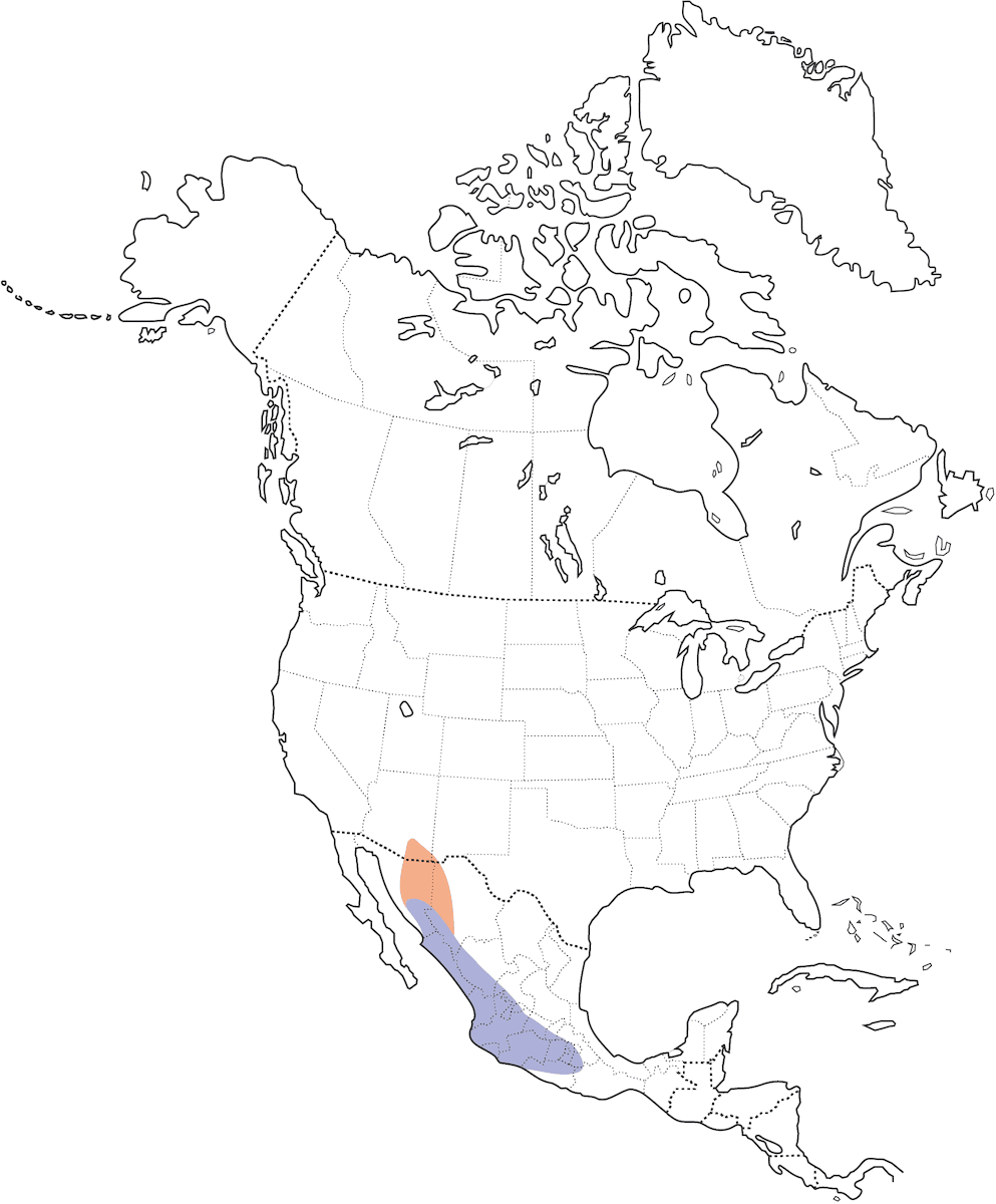 Violet-crowned Hummingbird, Distribution 1