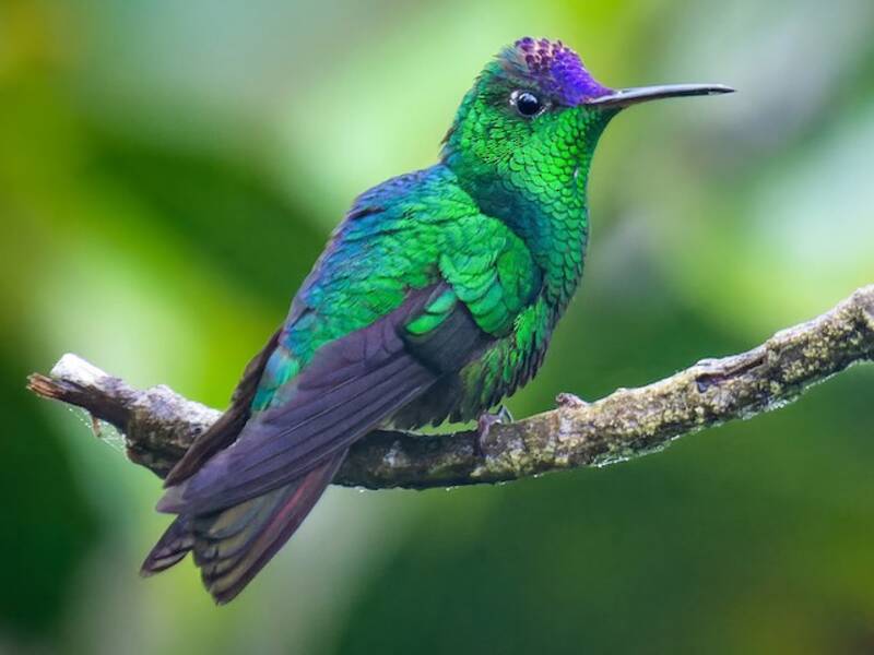Violet-capped Hummingbird