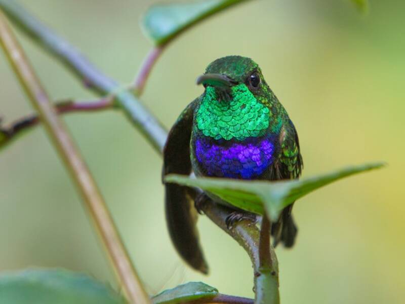 Violettbrustkolibri, Fotos 3