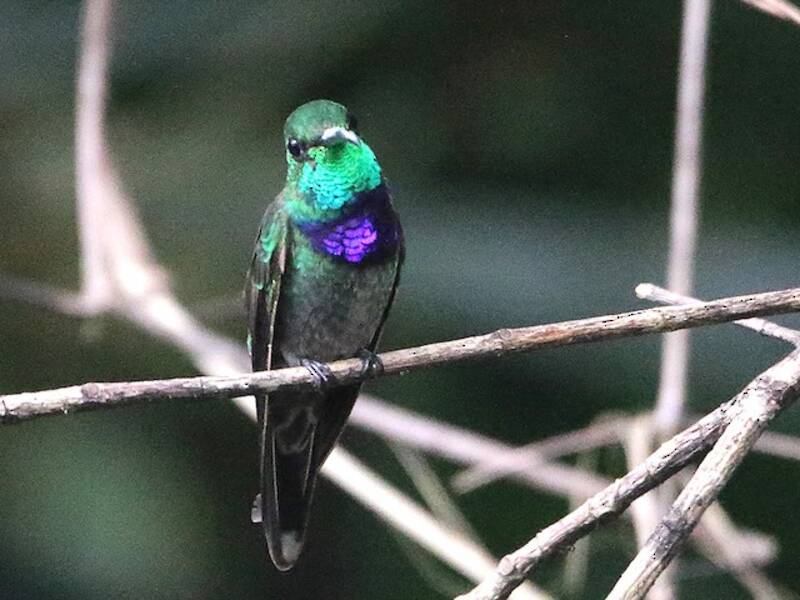 Violettbrustkolibri, Fotos 2