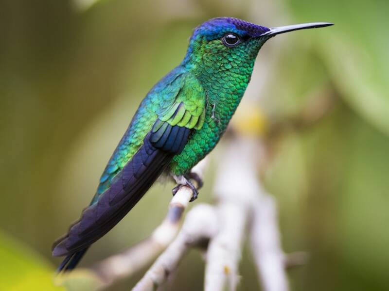 Violet-capped Woodnymph, 照片 4
