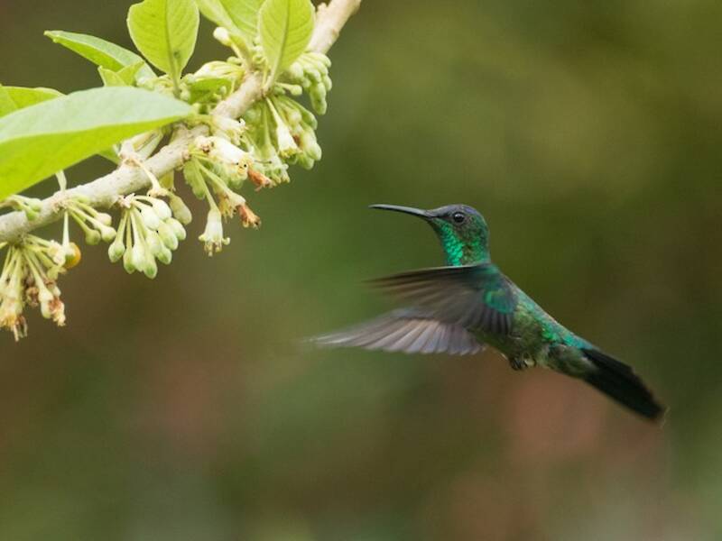 Violet-capped Woodnymph, 照片 3