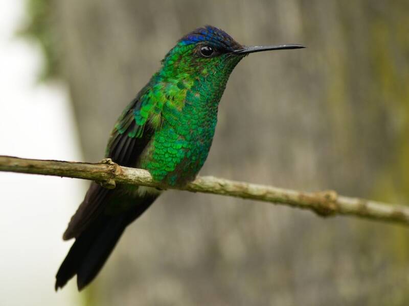 Violet-capped Woodnymph, 照片 2