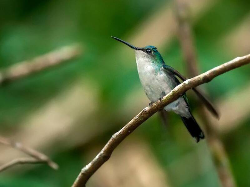 Violet-capped Woodnymph