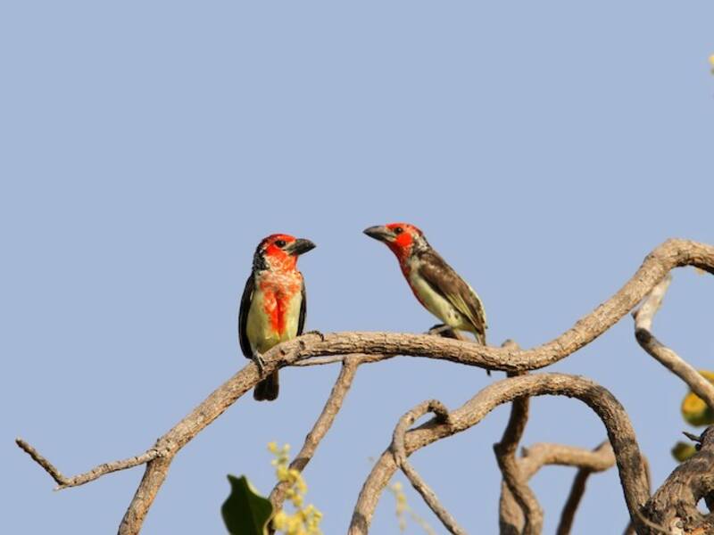 Vieillot-Bartvogel