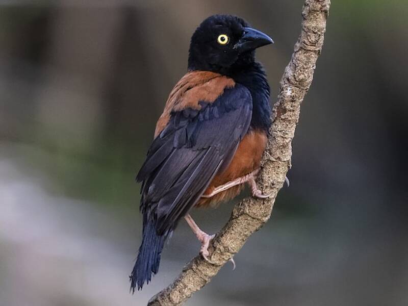 Chestnut-and-black Weaver