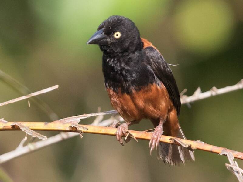 Chestnut-and-black Weaver, 照片 2