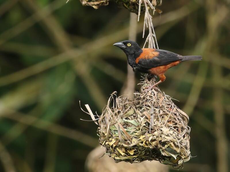 Chestnut-and-black Weaver, 照片 4