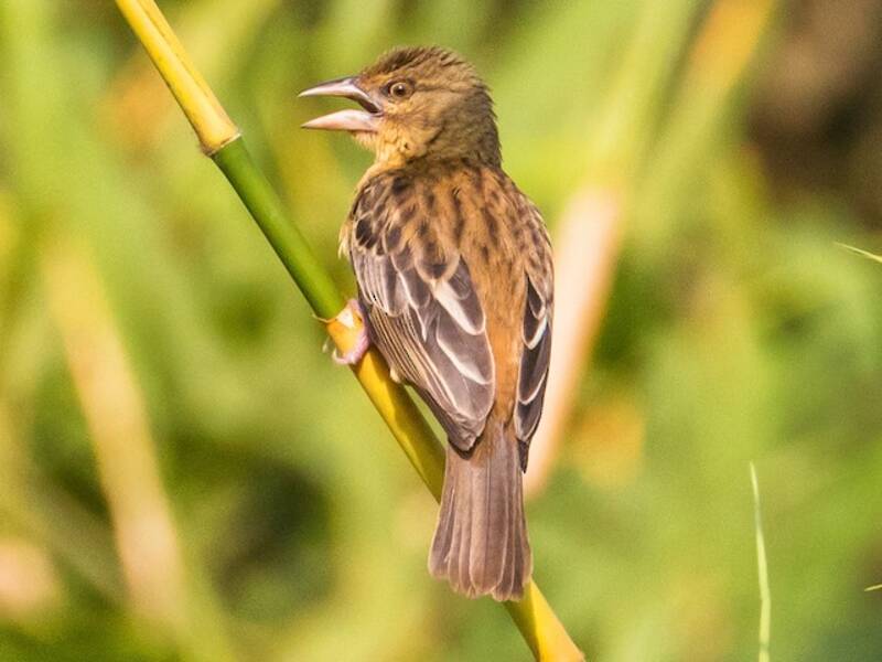 Chestnut-and-black Weaver, 照片 3
