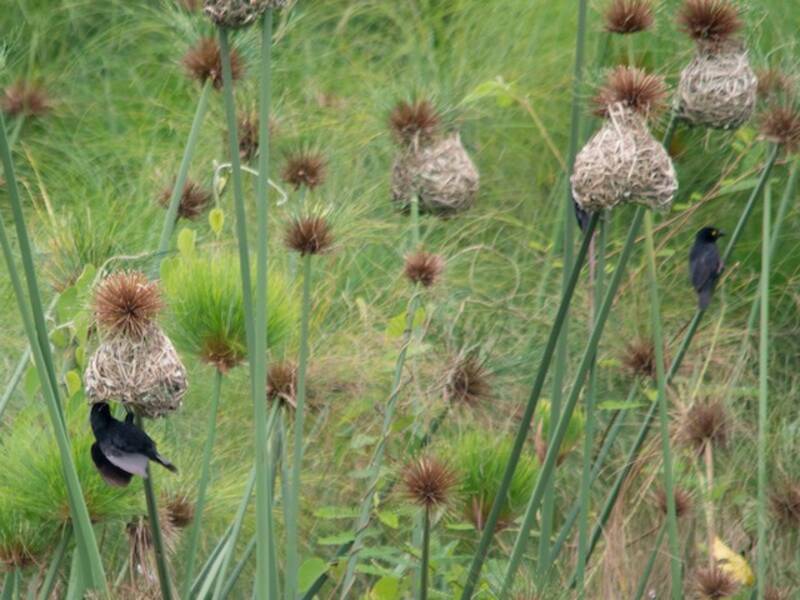 Vieillot's Black Weaver
