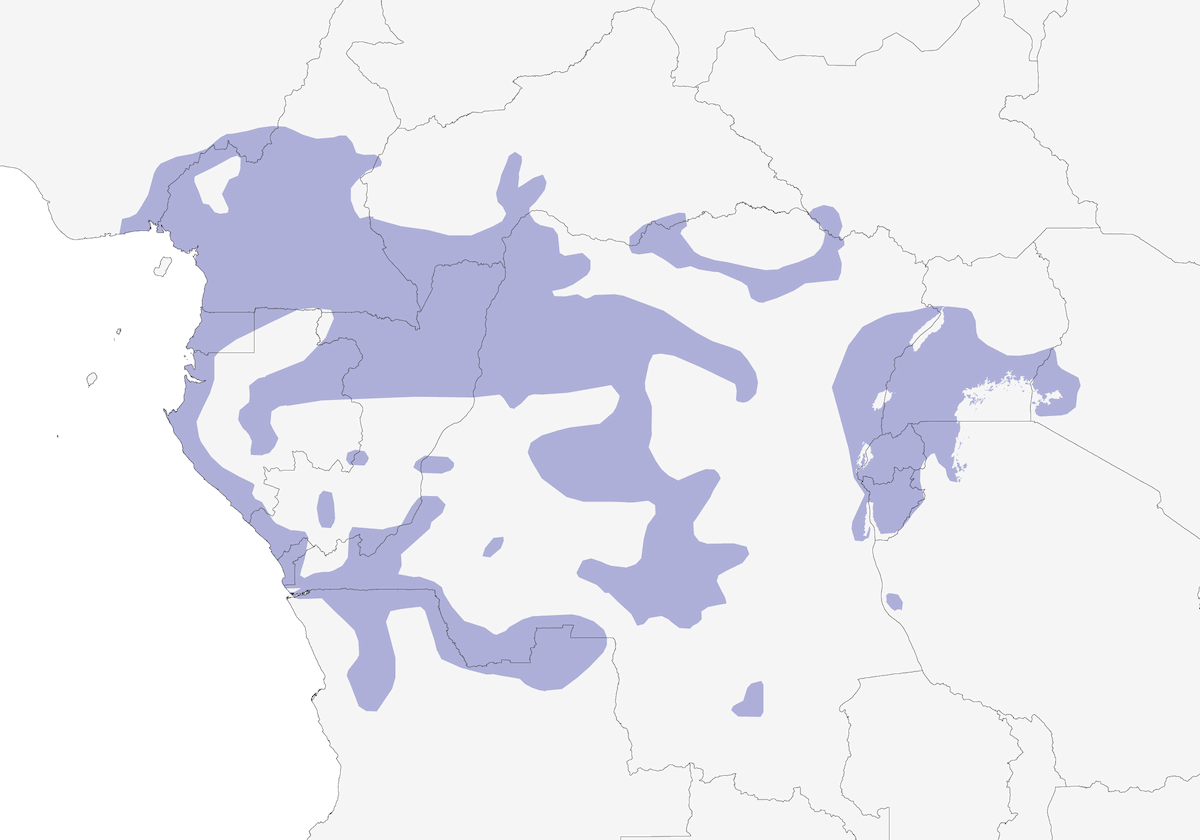 Tessitore nero di Vieillot, Distribuzione 1